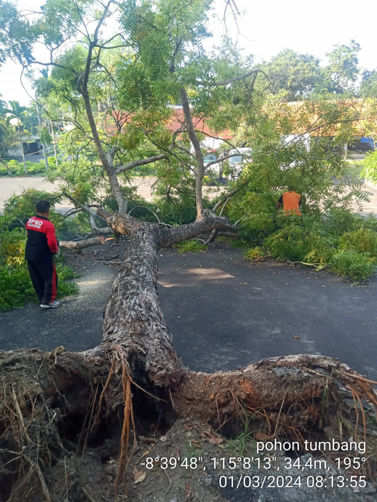 Pohon Tumbang di Jalan Segara Perancak, Banjar Tibubeneng, Desa Tibubeneng, Kecamatan Kuta Utara Tanggal 01 Maret 2024